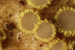 Trichopeziza sulphurea