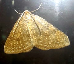 Colostygia multistrigaria