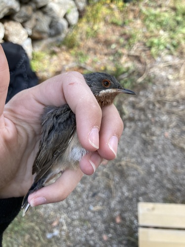 Eastern Subalpine Warbler, Αντικύθηρα, Αντικύθηρα, Αττική, GR, photo 8 of 10