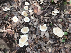 Leucopaxillus laterarius