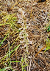 Liatris hesperelegans