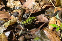 Salvator merianae