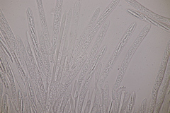 Trichopeziza sulphurea