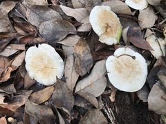 Leucopaxillus laterarius
