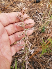 Liatris hesperelegans