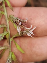 Liatris hesperelegans