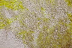 Trichopeziza sulphurea