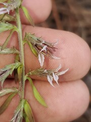 Liatris hesperelegans