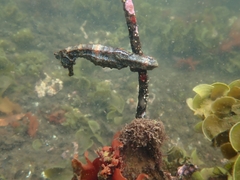 Hippocampus ingens