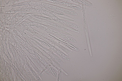 Trichopeziza sulphurea