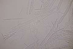 Trichopeziza sulphurea
