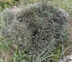 Lithodora hispidula versicolor