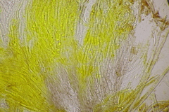 Trichopeziza sulphurea