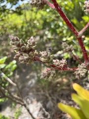 Hohenbergia