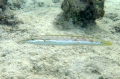 Cheilio inermis