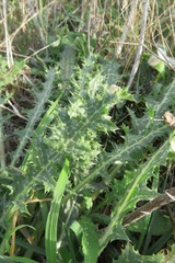Scolymus maculatus
