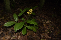 Magnoliopsida