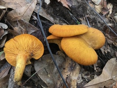 Omphalotus subilludens