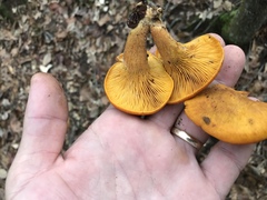 Omphalotus subilludens