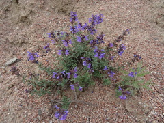 Dracocephalum integrifolium