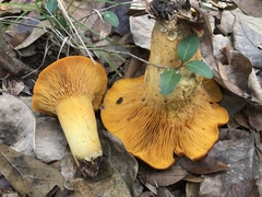 Omphalotus subilludens