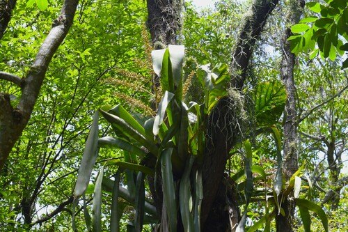 Aechmea floribunda