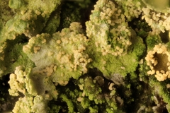 Erythricium aurantiacum
