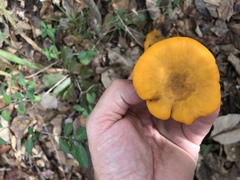 Omphalotus subilludens