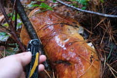 Boletus edulis grandedulis