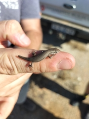 Trachylepis variegata