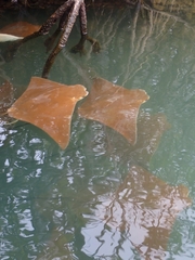 Rhinoptera steindachneri