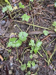 Ranunculus uncinatus