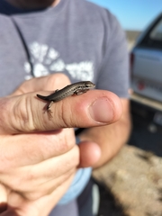 Trachylepis variegata