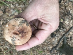 Tricholoma transmutans