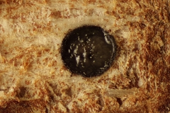 Massaria gigantispora