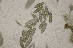 Massaria gigantispora