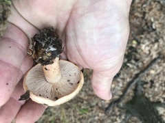 Tricholoma transmutans