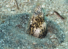 Callechelys marmorata