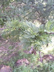 Vachellia robusta