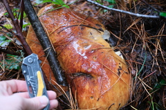 Boletus edulis grandedulis