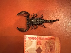 Pandipalpus viatoris