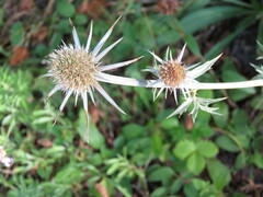 Eryngium bourgatii