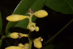 Magnoliopsida