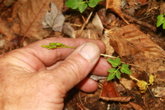 Sceptridium oneidense