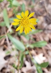 Grindelia hallii