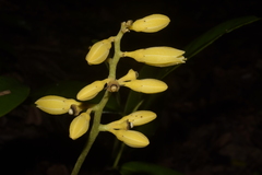 Magnoliopsida