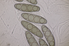 Massaria gigantispora