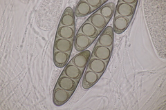 Massaria gigantispora