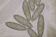 Massaria gigantispora