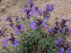 Dracocephalum integrifolium